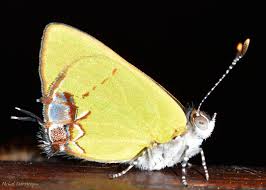 Attēlu rezultāti vaicājumam “Trichia contorta sessile”