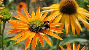 Image result for Sonnenhut