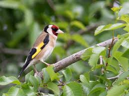 Attēlu rezultāti vaicājumam “Carduelis carduelis adult”