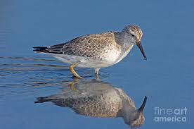 Attēlu rezultāti vaicājumam “Calidris canutus”
