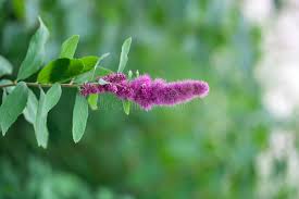Attēlu rezultāti vaicājumam “Spiraea salicifolia flower”