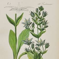 Attēlu rezultāti vaicājumam “Swertia perennis flower”