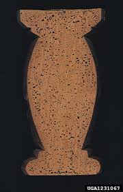 Attēlu rezultāti vaicājumam “Priobium carpini”