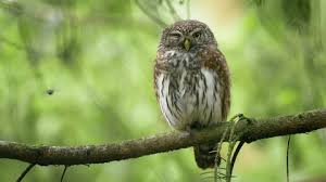 Attēlu rezultāti vaicājumam “Glaucidium passerinum adult”