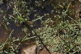 Attēlu rezultāti vaicājumam “Callitriche cophocarpa”