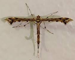 Attēlu rezultāti vaicājumam “Platyptilia sp.”