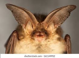 Attēlu rezultāti vaicājumam “Plecotus auritus”