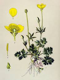 Attēlu rezultāti vaicājumam “Ranunculus bulbosus flower”