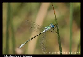 Attēlu rezultāti vaicājumam “Lestes dryas male”