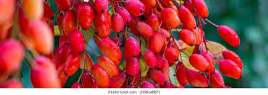 Attēlu rezultāti vaicājumam “Berberis vulgaris fruit”