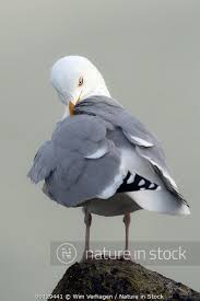 Attēlu rezultāti vaicājumam “Larus argentatus adult”