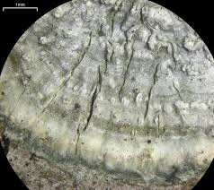 Attēlu rezultāti vaicājumam “Pertusaria albescens”