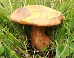 Attēlu rezultāti vaicājumam “Boletus luridus”