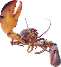 images?q=tbn:ANd9GcRO8AN0ciIjVZgLo7ZQto86I3jxqpLLcH0dAenMm8o_fo3rVkn0