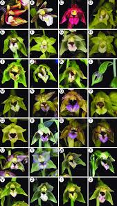 Attēlu rezultāti vaicājumam “Epipactis”