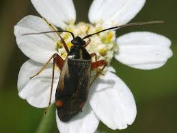 Attēlu rezultāti vaicājumam “Adelphocoris seticornis”