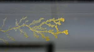 Attēlu rezultāti vaicājumam “Physarum nitens plasmodium”