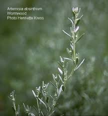 Image result for Artemisia absinthium