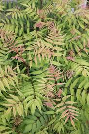 Attēlu rezultāti vaicājumam “Sorbaria sorbifolia”