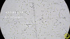 Attēlu rezultāti vaicājumam “Antrodia gossypium”