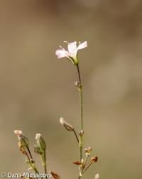 Attēlu rezultāti vaicājumam “Gypsophila fastigiata bud”
