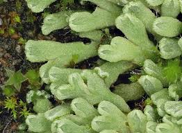 Attēlu rezultāti vaicājumam “Riccia rhenana”