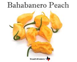 Afbeeldingsresultaat voor peach habanero hot pepper