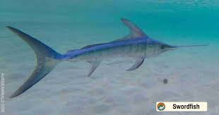 Image result for Xiphias gladius