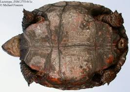 Attēlu rezultāti vaicājumam “Licea chelonoides”