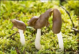 Attēlu rezultāti vaicājumam “Helvella elastica”