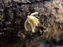 Attēlu rezultāti vaicājumam “Heterotrichia obvelata (syn. Arcyria obvelata) young”