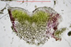 Attēlu rezultāti vaicājumam “Riccia sorocarpa”