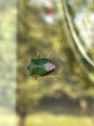 Attēlu rezultāti vaicājumam “Chlorochroa juniperina imago”