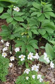Attēlu rezultāti vaicājumam “Lilium martagon leaf”