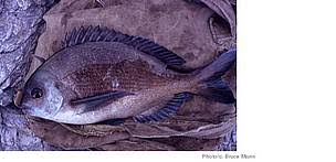 Image result for Pachymetopon grande