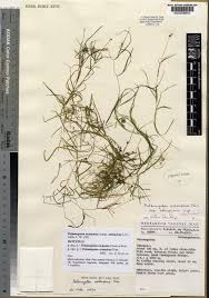 Attēlu rezultāti vaicājumam “Potamogeton trichoides”