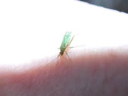 Attēlu rezultāti vaicājumam “Blepharidopterus angulatus”