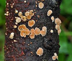 Attēlu rezultāti vaicājumam “Aleurodiscus amorphus”