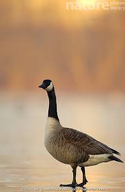Attēlu rezultāti vaicājumam “Branta canadensis adult”
