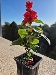 Image result for Salvia splendens