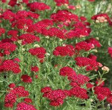 Attēlu rezultāti vaicājumam “Achillea millefolium flower”