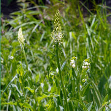 Attēlu rezultāti vaicājumam “Phyteuma spicatum”