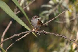 Attēlu rezultāti vaicājumam “Prunella modularis adult”
