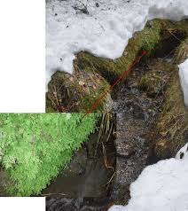 Attēlu rezultāti vaicājumam “Trichocolea tomentella”