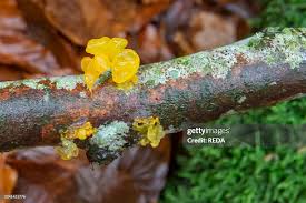 Attēlu rezultāti vaicājumam “Tremella mesenterica”