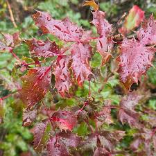 Attēlu rezultāti vaicājumam “Mahonia aquifolium leaf”