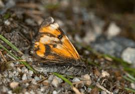 Attēlu rezultāti vaicājumam “Archiearis parthenias”