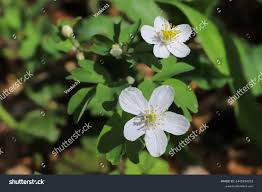 Attēlu rezultāti vaicājumam “Isopyrum thalictroides leaf”