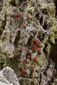 Attēlu rezultāti vaicājumam “Bacidia rubella”