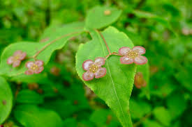 Attēlu rezultāti vaicājumam “Euonymus verrucosus”